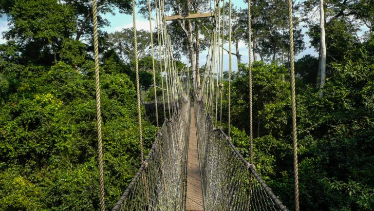 Canopy Bridge Ghana